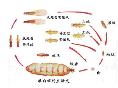 長(zhǎng)沙白蟻防治